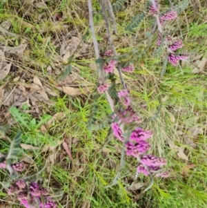 Indigofera adesmiifolia at Jerrabomberra, ACT - 26 Oct 2022 05:03 PM