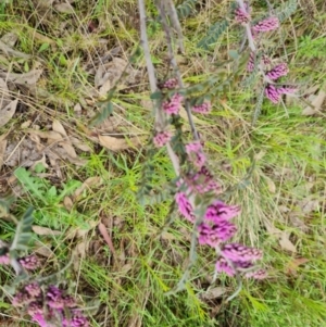 Indigofera adesmiifolia at Jerrabomberra, ACT - 26 Oct 2022