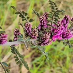 Indigofera adesmiifolia at Jerrabomberra, ACT - 26 Oct 2022