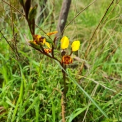 Diuris semilunulata (Late Leopard Orchid) at Jerrabomberra, ACT - 26 Oct 2022 by Mike