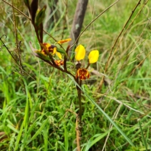 Diuris semilunulata at Jerrabomberra, ACT - suppressed