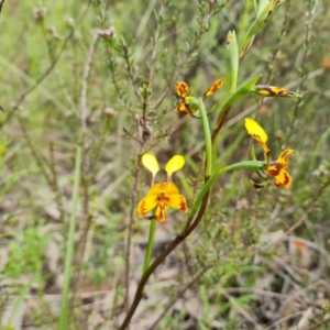 Diuris semilunulata at Jerrabomberra, ACT - suppressed