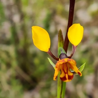 Diuris semilunulata (Late Leopard Orchid) at Wanniassa Hill - 26 Oct 2022 by Mike