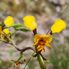 Diuris semilunulata at Jerrabomberra, ACT - 26 Oct 2022