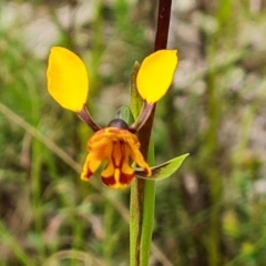 Diuris semilunulata at Jerrabomberra, ACT - 26 Oct 2022