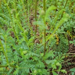 Sanguisorba minor (Salad Burnet, Sheep's Burnet) at Jerrabomberra, ACT - 26 Oct 2022 by Mike