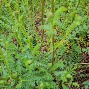 Sanguisorba minor at Jerrabomberra, ACT - 26 Oct 2022