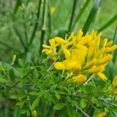 Genista stenopetala (Madeira Broom) at Isaacs Ridge and Nearby - 28 Oct 2022 by Mike