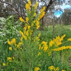 Genista stenopetala at Isaacs, ACT - 28 Oct 2022 01:11 PM