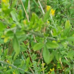 Genista stenopetala at Isaacs, ACT - 28 Oct 2022