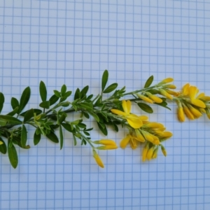 Genista stenopetala at Isaacs, ACT - 28 Oct 2022