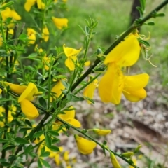 Cytisus scoparius subsp. scoparius (Scotch Broom, Broom, English Broom) at Isaacs, ACT - 26 Oct 2022 by Mike