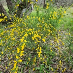 Cytisus scoparius subsp. scoparius at Isaacs, ACT - 26 Oct 2022