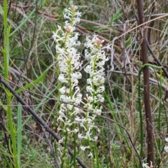 Stackhousia monogyna (Creamy Candles) at Farrer, ACT - 26 Oct 2022 by Mike