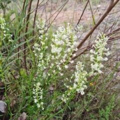 Stackhousia monogyna at Farrer, ACT - 26 Oct 2022