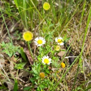 Erigeron karvinskianus at Farrer, ACT - 26 Oct 2022