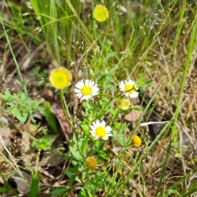 Erigeron karvinskianus (Seaside Daisy) at Farrer, ACT - 26 Oct 2022 by Mike