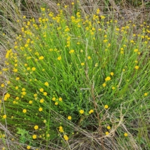 Calotis lappulacea at Farrer, ACT - 26 Oct 2022