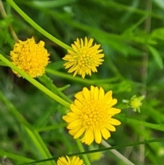 Calotis lappulacea at Farrer, ACT - 26 Oct 2022