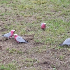 Eolophus roseicapilla (Galah) at Isaacs, ACT - 26 Oct 2022 by Mike