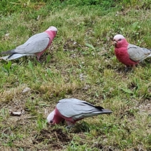 Eolophus roseicapilla at Isaacs, ACT - 26 Oct 2022