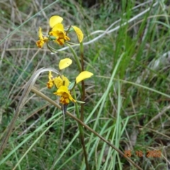 Diuris nigromontana (Black Mountain Leopard Orchid) at Black Mountain - 25 Oct 2022 by GirtsO