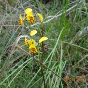 Diuris nigromontana at Point 5204 - suppressed