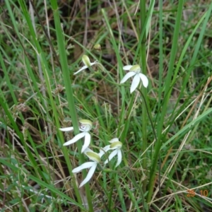 Caladenia moschata at Point 5204 - 25 Oct 2022