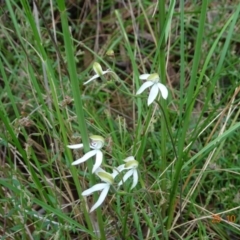 Caladenia moschata (Musky Caps) at Point 5204 - 25 Oct 2022 by GirtsO