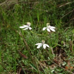 Caladenia moschata (Musky Caps) at Black Mountain - 25 Oct 2022 by GirtsO