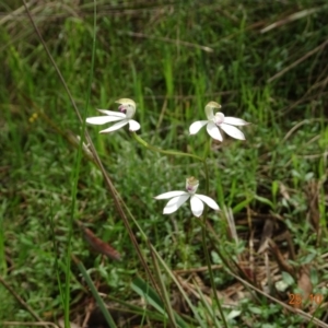 Caladenia moschata at Point 5204 - suppressed