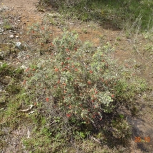 Grevillea alpina at Molonglo Valley, ACT - 25 Oct 2022 10:53 AM