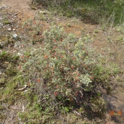 Grevillea alpina (Mountain Grevillea / Cat's Claws Grevillea) at Molonglo Valley, ACT - 24 Oct 2022 by GirtsO