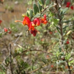 Grevillea alpina at Molonglo Valley, ACT - 25 Oct 2022 10:53 AM