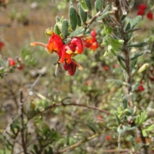 Grevillea alpina at Molonglo Valley, ACT - 25 Oct 2022 10:53 AM