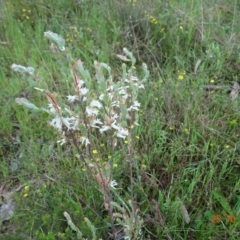 Brachyloma daphnoides (Daphne Heath) at Black Mountain - 24 Oct 2022 by GirtsO