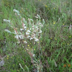 Brachyloma daphnoides at Molonglo Valley, ACT - 25 Oct 2022