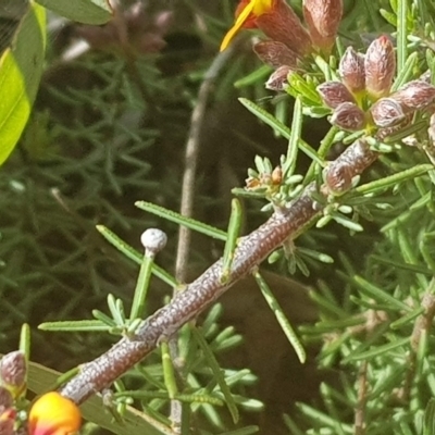 Dillwynia sericea (Egg And Bacon Peas) at Mount Majura - 26 Oct 2022 by MAX