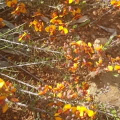 Dillwynia sericea at Watson, ACT - 26 Oct 2022