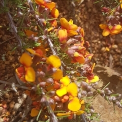 Dillwynia sericea at Watson, ACT - 26 Oct 2022 04:45 PM