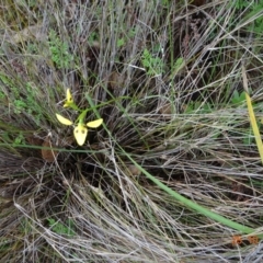 Diuris sulphurea (Tiger Orchid) at Black Mountain - 24 Oct 2022 by GirtsO