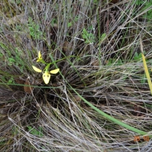 Diuris sulphurea at Molonglo Valley, ACT - suppressed