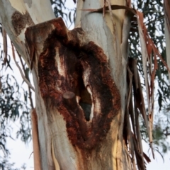 Trichosurus vulpecula (Common Brushtail Possum) at Deakin, ACT - 26 Oct 2022 by LisaH