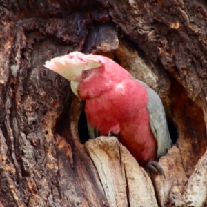 Eolophus roseicapilla at Hughes, ACT - 26 Oct 2022