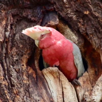 Eolophus roseicapilla (Galah) at Hughes, ACT - 26 Oct 2022 by LisaH