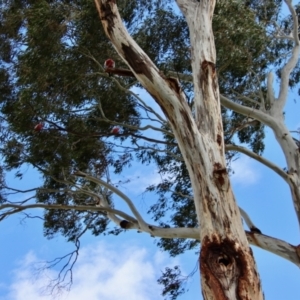 Eolophus roseicapilla at Hughes, ACT - 26 Oct 2022 02:38 PM