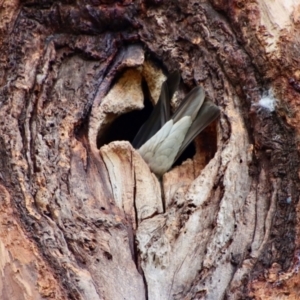 Eolophus roseicapilla at Hughes, ACT - 26 Oct 2022