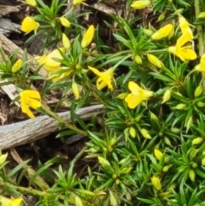 Pultenaea pedunculata at Molonglo Valley, ACT - 13 Oct 2022