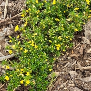 Pultenaea pedunculata at Molonglo Valley, ACT - 13 Oct 2022