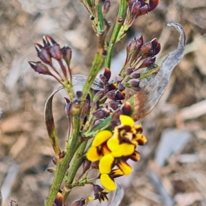 Daviesia ulicifolia at Molonglo Valley, ACT - 13 Oct 2022